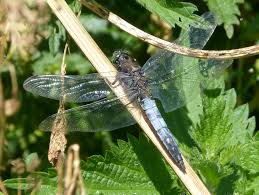 Attēlu rezultāti vaicājumam “Orthetrum cancellatum male”