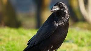 Image result for Merseyside Ravens