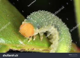 Attēlu rezultāti vaicājumam “Allantus cinctus”