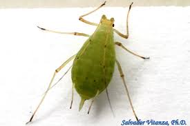 Attēlu rezultāti vaicājumam “Sternorrhyncha”