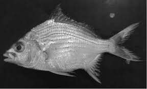 Image result for Eugerres plumieri