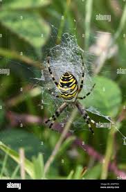Attēlu rezultāti vaicājumam “Argiope bruennichi”