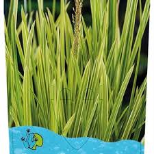 Attēlu rezultāti vaicājumam “Glyceria maxima fruit”