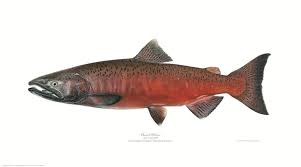 Image result for Oncorhynchus tshawytscha