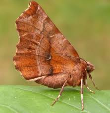 Attēlu rezultāti vaicājumam “Selenia dentaria larva”
