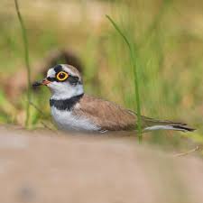 Attēlu rezultāti vaicājumam “Charadrius dubius”