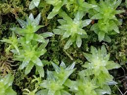 Attēlu rezultāti vaicājumam “Plagiomnium undulatum”