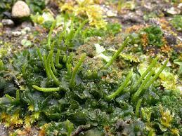 Attēlu rezultāti vaicājumam “Anthocerotopsida”