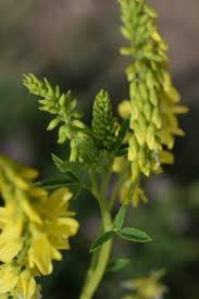 Attēlu rezultāti vaicājumam “Melilotus officinalis flower”