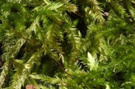 Attēlu rezultāti vaicājumam “Callicladium haldanianum sporophyte”