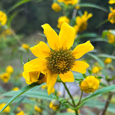 Attēlu rezultāti vaicājumam “Bidens cernua flower”