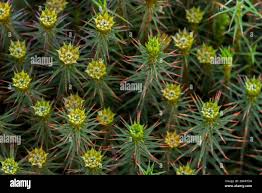 Attēlu rezultāti vaicājumam “Polytrichum juniperinum sporophyte”