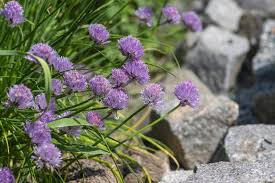 Attēlu rezultāti vaicājumam “Allium schoenoprasum flower”