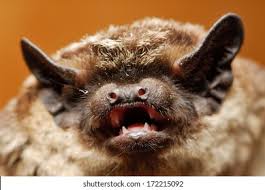 Attēlu rezultāti vaicājumam “Myotis daubentonii”