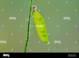 Attēlu rezultāti vaicājumam “Vicia cracca fruit”