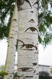 Attēlu rezultāti vaicājumam “Populus x canescens”