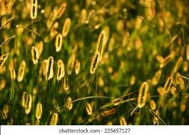 Attēlu rezultāti vaicājumam “Setaria glauca”