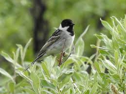 Image result for Emberiza pallasi