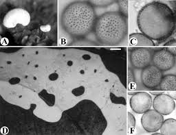 Attēlu rezultāti vaicājumam “Diderma globosum”