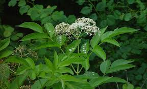 Attēlu rezultāti vaicājumam “Sambucus nigra flower”