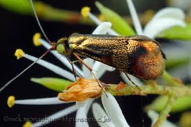Attēlu rezultāti vaicājumam “Adelidae”