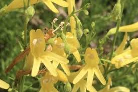 Attēlu rezultāti vaicājumam “Anthyllis arenaria flower”