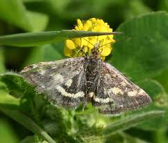 Attēlu rezultāti vaicājumam “Pyrausta purpuralis”