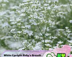 Attēlu rezultāti vaicājumam “Gypsophila fastigiata”