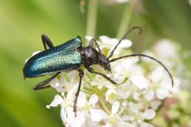 Attēlu rezultāti vaicājumam “Gaurotes virginea”