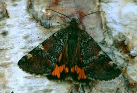 Attēlu rezultāti vaicājumam “Archiearis parthenias”