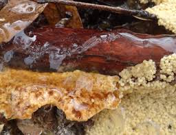 Attēlu rezultāti vaicājumam “Leocarpus sp.”