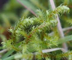 Attēlu rezultāti vaicājumam “Rhytidiadelphus”