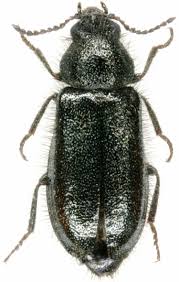 Attēlu rezultāti vaicājumam “Dasytidae”