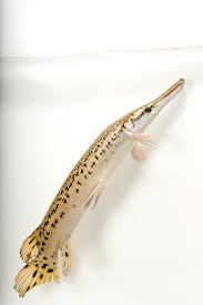 Image result for Atractosteus spatula