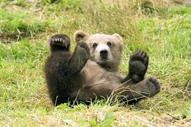 Image result for brown bear