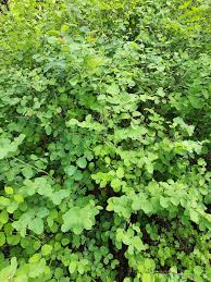 Attēlu rezultāti vaicājumam “Symphoricarpos albus”