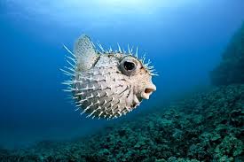 Image result for Diodon hystrix