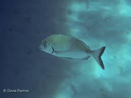 Image result for Diplodus sargus