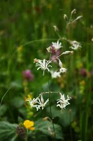 Attēlu rezultāti vaicājumam “Silene nutans flower”