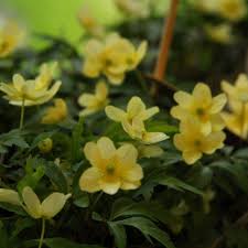 Attēlu rezultāti vaicājumam “Anemone x lipsiensis”