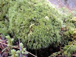 Attēlu rezultāti vaicājumam “Dicranodontium denudatum”