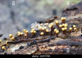 Attēlu rezultāti vaicājumam “Hemitrichia clavata”