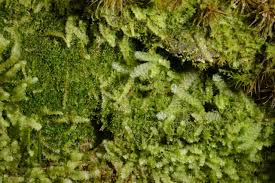 Attēlu rezultāti vaicājumam “Calypogeia suecica”