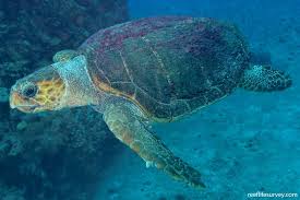 Image result for Caretta caretta