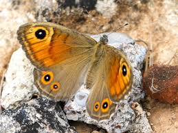 Attēlu rezultāti vaicājumam “Lasiommata maera”