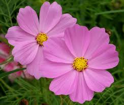 Image result for Cosmos bipinnatus