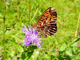 Attēlu rezultāti vaicājumam “Boloria titania underside”