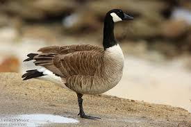 Attēlu rezultāti vaicājumam “Branta canadensis adult”