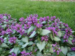 Attēlu rezultāti vaicājumam “Lamium”