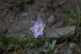 Image result for Scabiosa canescens